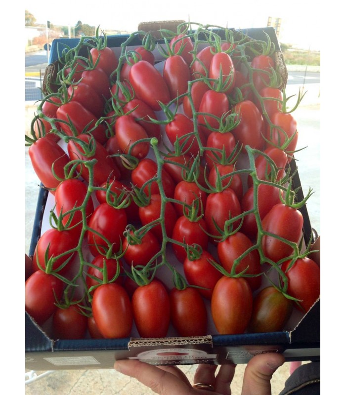 Pomodoro San Marzano 8Kg