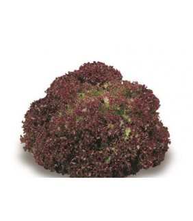 Insalata lattuga Lollo rossa