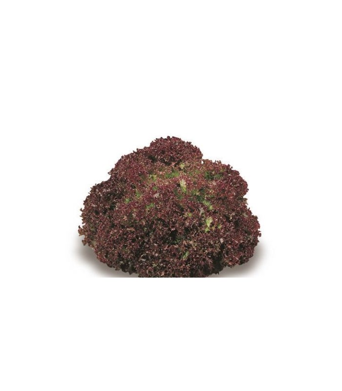 Insalata lattuga Lollo rossa