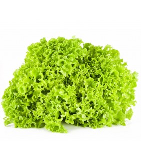 Insalata Lattuga Lollo Verde