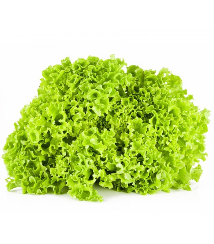 Insalata Lattuga Lollo Verde