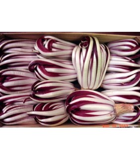 Insalata Radicchio Tardivo 3kg