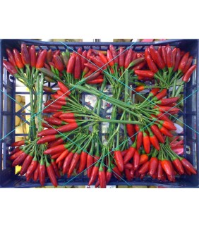 Peperoncino rosso 8 mazzetti