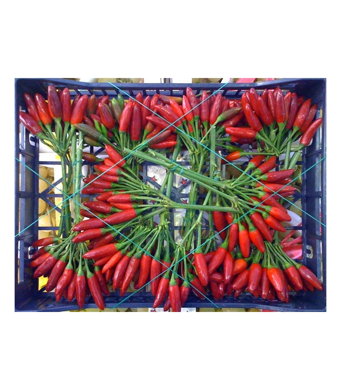Peperoncino rosso 8 mazzetti