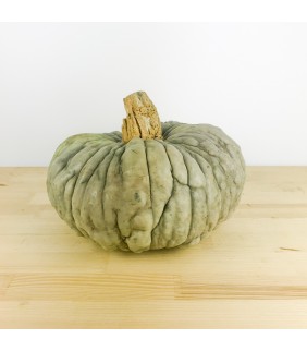 Zucca Cappello di Prete 3-4kg