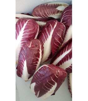 Radicchio Trevisano precoce...
