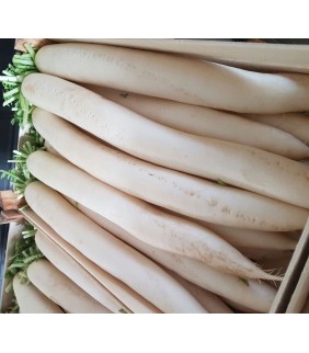Rape bianche Daikon 15...