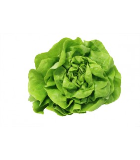 Insalata Lattuga Trocadero 6 teste
