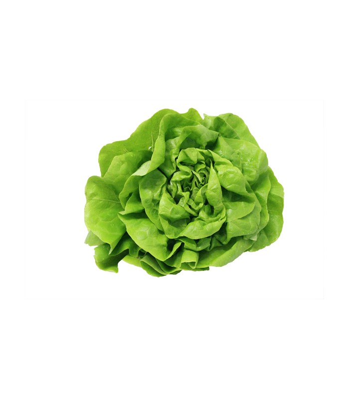 Insalata Lattuga Trocadero 6 teste