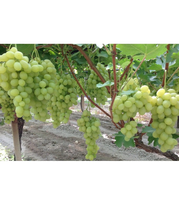 Uva bianca Italia cassetta da 7kg Puglia