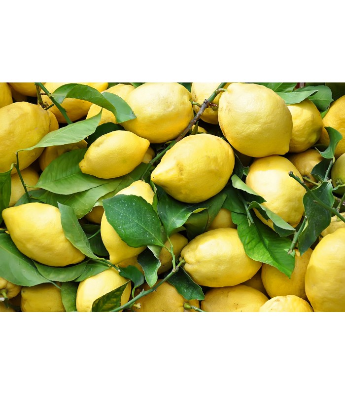 Limoni Primofiore di Sicilia 2kg