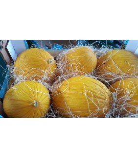 Meloni Gialletti Siciliani 6-8 frutti, 10kg ca.
