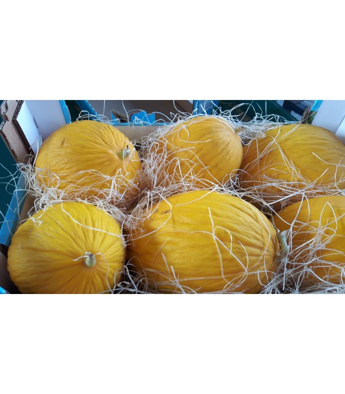 Meloni Gialletti Siciliani 6-8 frutti, 10kg ca.