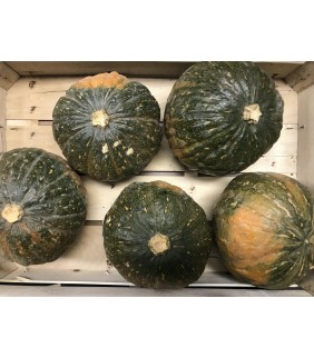 Zucca iron cup