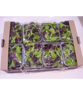 Insalata Misticanza busta x...