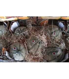 Melone retato x 2 frutti...