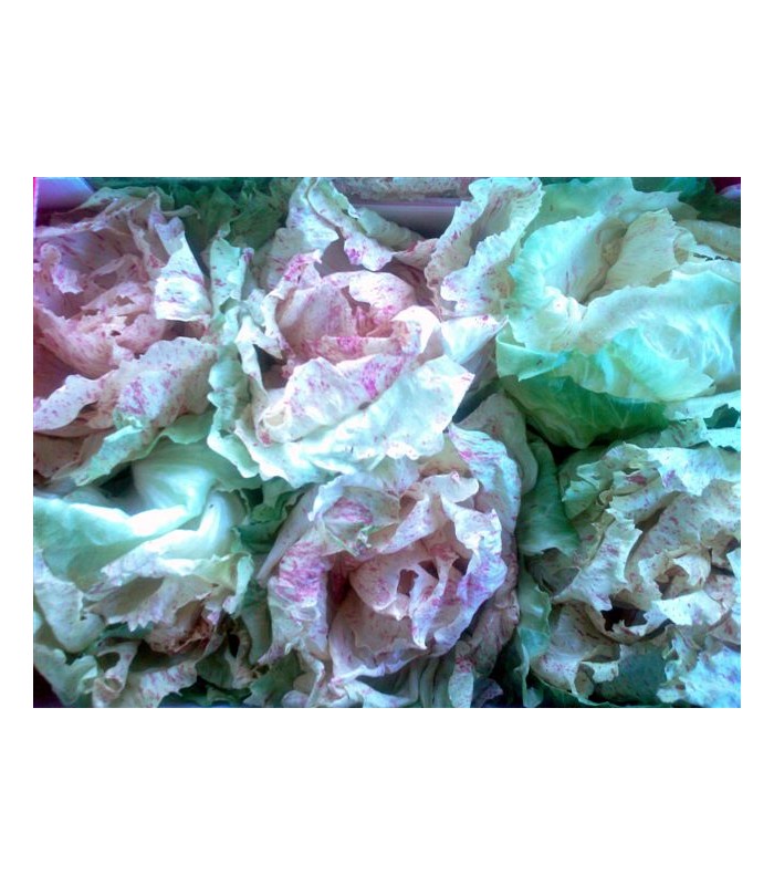 Insalata Radicchio Castelfranco 3,5 kg