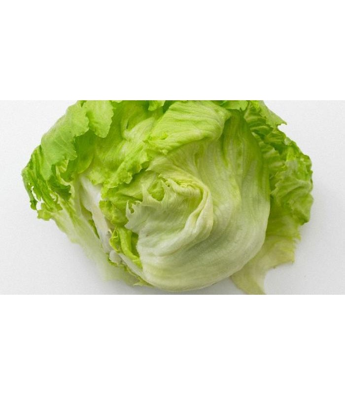 Insalata Lattuga Iceberg 9 pezzi