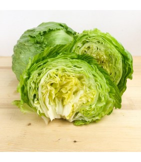 Insalata x9 Lattuga Iceberg...