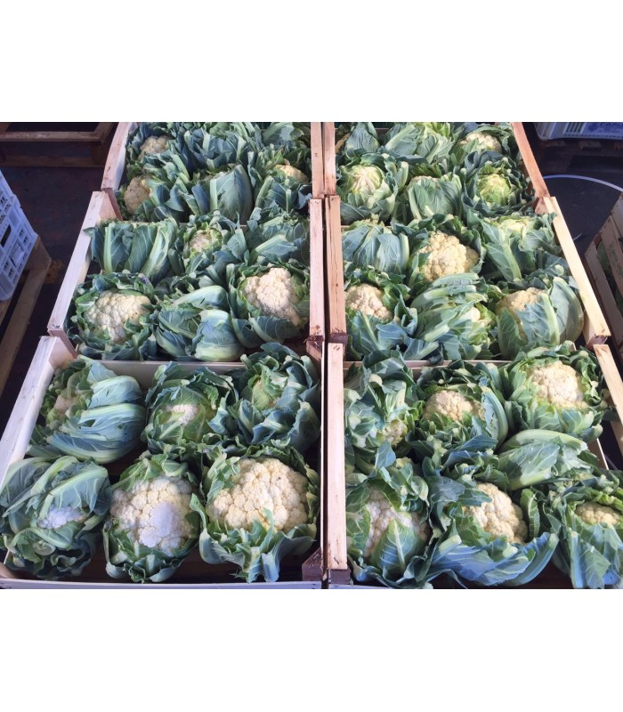 Cavolfiore bianco 3pz