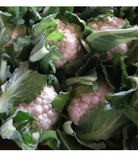 Cavolfiore bianco 6-8 teste...