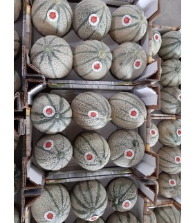 Melone retato 6 frutti 6kg+...