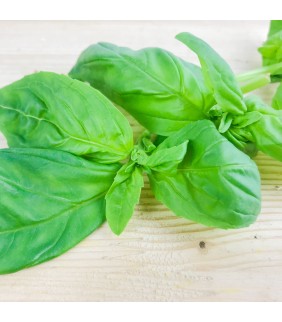 Basilico 500g
