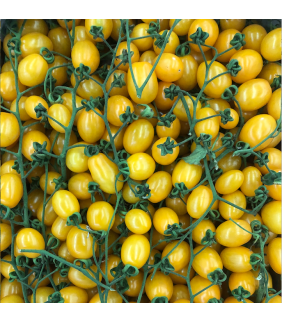 Pomodoro Datterino giallo 3kg
