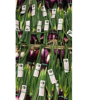 Cipollotto Rosso 1000g +