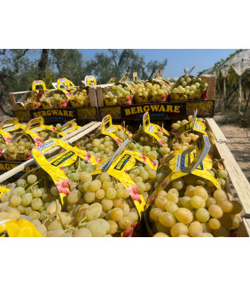 Uva Pizzutella 8kg Puglia