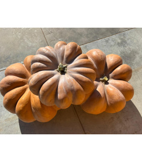 Zucca a Moschetto o...