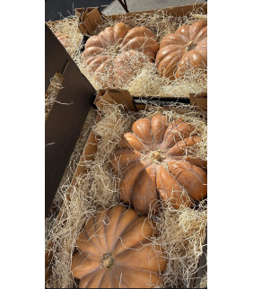 Zucca a Moschetto o...