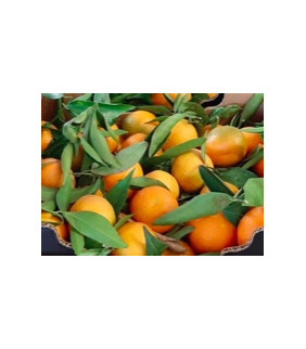 Clementine 5kg senza semi