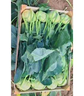 Cavolo Rapa 20 teste con...