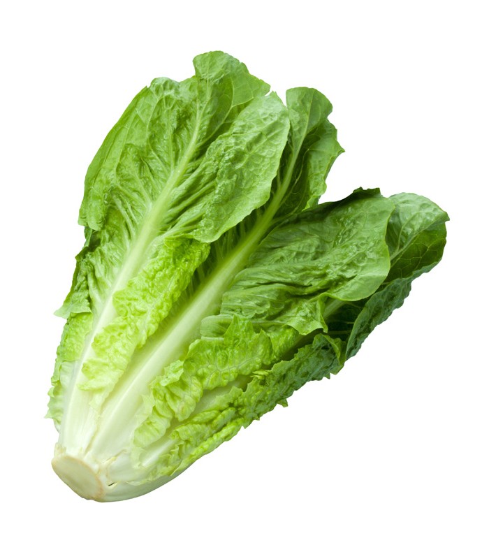 Insalata Lattuga Romana 12 pezzi