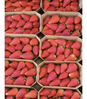 Fragole  italiane 4x500g...