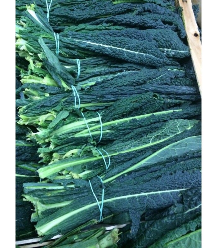 Cavolo nero toscano