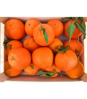 Arance Bionde 10kg Navel