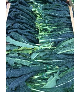 Cavolo nero toscano